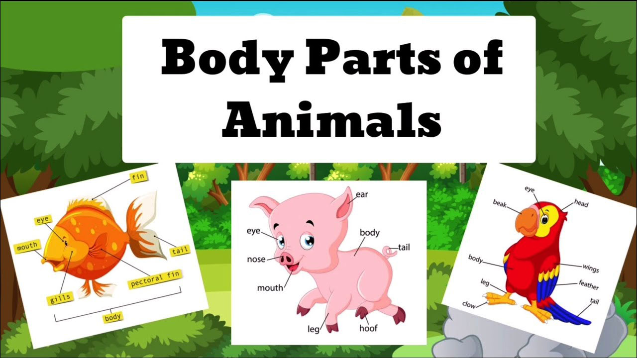 Body parts of some animals and birds